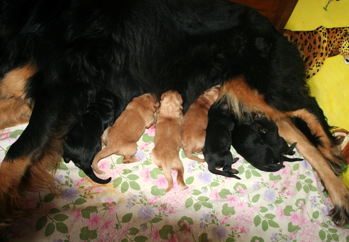 Naissance de 7 bébés le 11 novembre 2025