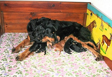 Des bois de piron - Chiots disponibles - Hovawart