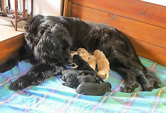 Des bois de piron - Chiots disponibles - Hovawart