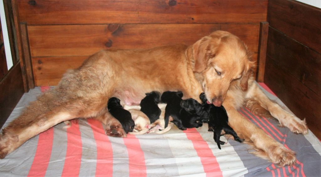 Chiot Hovawart Des bois de piron