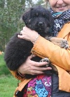 ROSCO