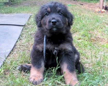Des bois de piron - Chiots disponibles - Hovawart